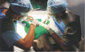 a cat with a gun pellet in its head, receiving medical attention from the Shree Danev Foundation.