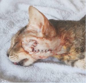 a cat with a gun pellet in its head, receiving medical attention from the Shree Danev Foundation.