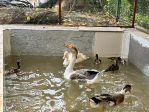 A group of ducks swimming in a pool at the Shree Danev Foundation's animal hospital facilities.