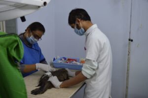 Two individuals in white shirts and blue gloves are caring for a bird, representing the Shree Danev Foundation's wildlife efforts.