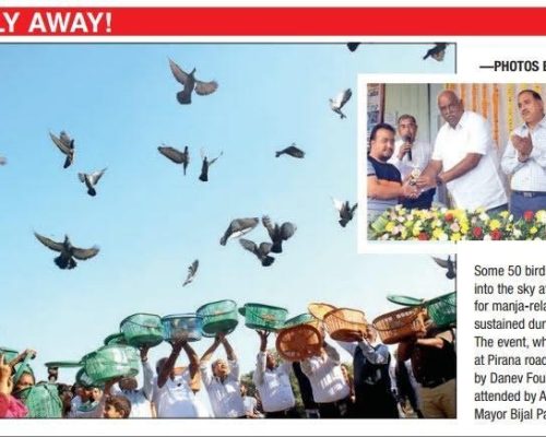 Ahmedabad Mayor Bijal Patel releases birds treated for kite-string injuries at Pirana Road. Event by Danev Foundation