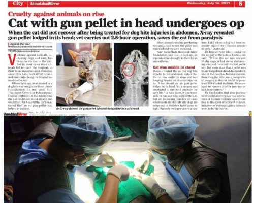 Article depicting a cat with a gun pellet in its head, receiving medical attention from the Shree Danev Foundation.